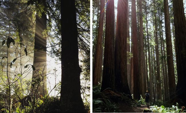 11_Tall tall Redwoods