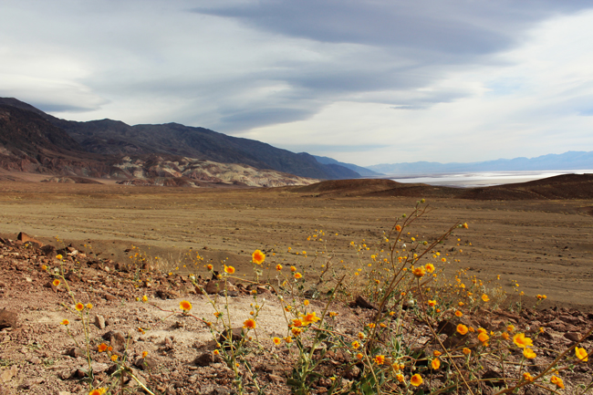9_Rare flower bloom in Death Valley